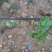 广西玉林市农产品果树幼苗批发市场 绿色产业的苗床基地