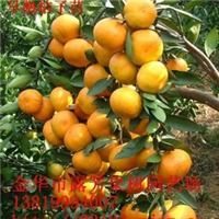 精品果苗批发全攻略 翠冠梨与黄花梨优质苗木选购指南