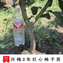 一株良木，守望酸甜相间的庭园时光——3年生精品嫁接红心蜜柚苗种植记