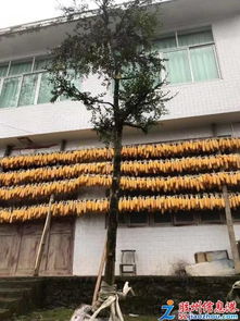 三里河花卉苗木大促 绿植多肉、年宵花卉与精品果树苗一站购齐