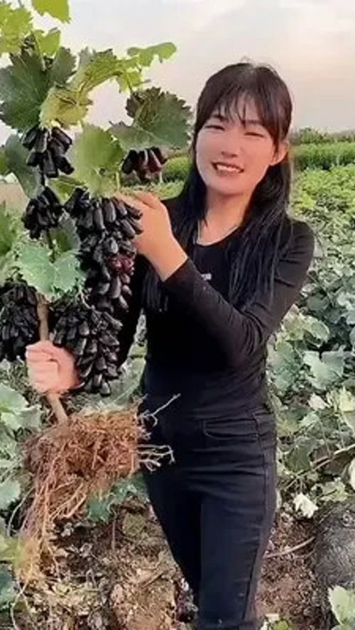 优质农产品的种属奥秘 蓝宝石葡萄种植指南
