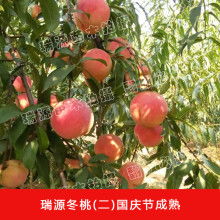 2019年果树种苗价格全解析 批发市场走势与园林网报价参考